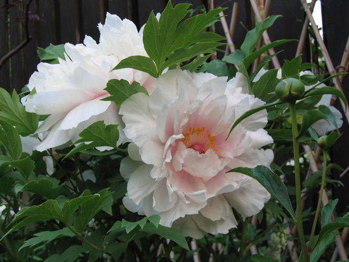 PRETTY FLOWER